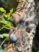 0.0.1 Psalmopoeus pulcher - Sling
