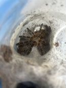 0.1.0 Ornithoctoninae sp "Phan Cay" - Juvenile Female