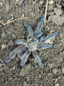 0.1.0 Tapinauchenius sanctivincenti - Juvenile Female