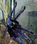 0.0.1 Omothymus violaceopes - Juvenile