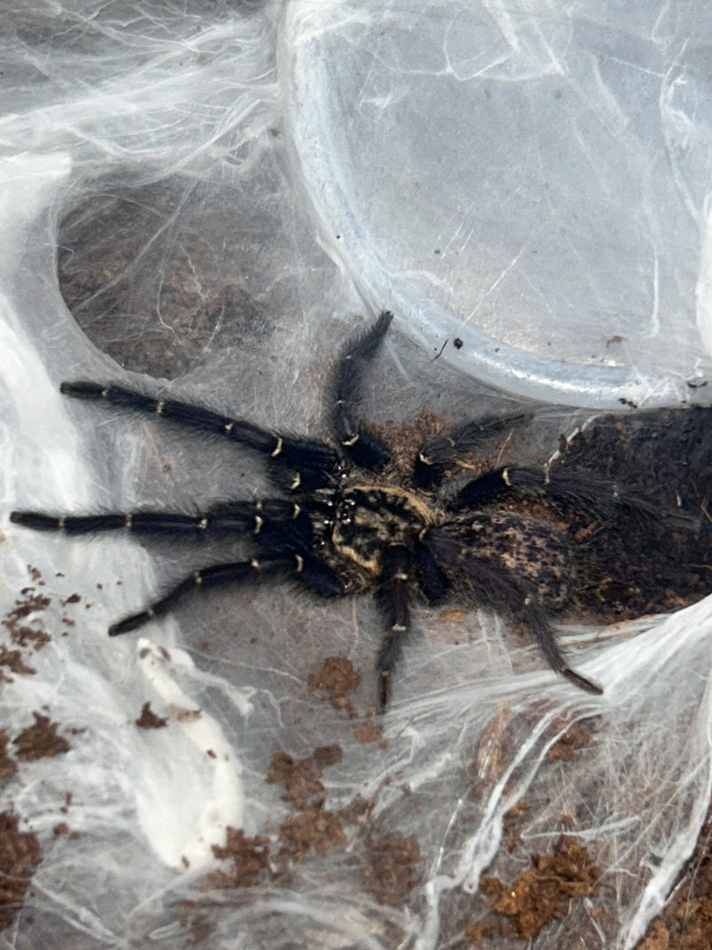 0.0.1 Heterothele gabonensis - Sling