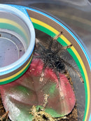 0.0.1 Theraphosa apophysis - Sling