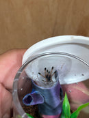 0.0.1 Avicularia geroldi - Sling