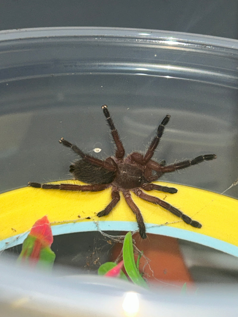 0.0.1 Dolichothele rufoniger - Sling