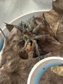 0.0.1 Thrixopelma ockerti - Juvenile