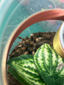 0.0.1 Brachypelma smithi - Juvenile