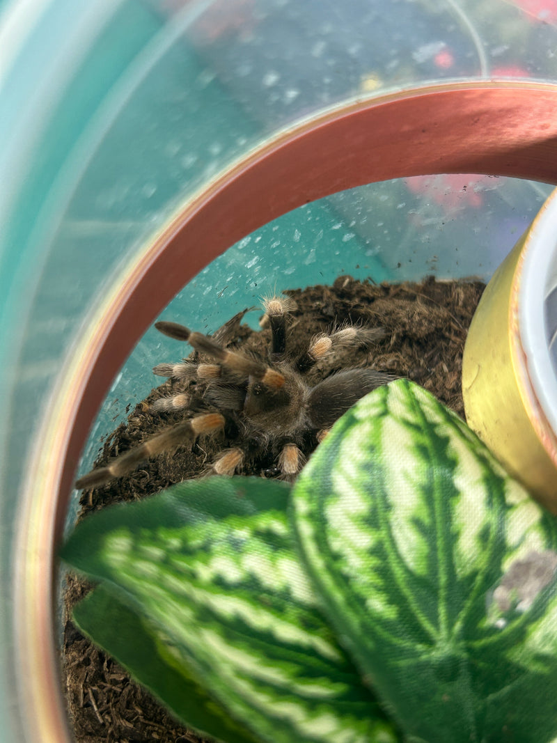 0.0.1 Brachypelma smithi - Juvenile