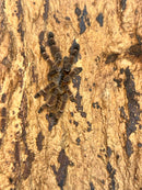 0.0.1 Aspinochilus rufus - Juvenile