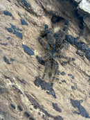 0.0.1 Aspinochilus rufus - Juvenile