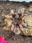 0.0.1 Grammostola rosea RCF - Sling