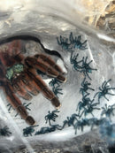 0.0.1 Caribena versicolor - Juvenile