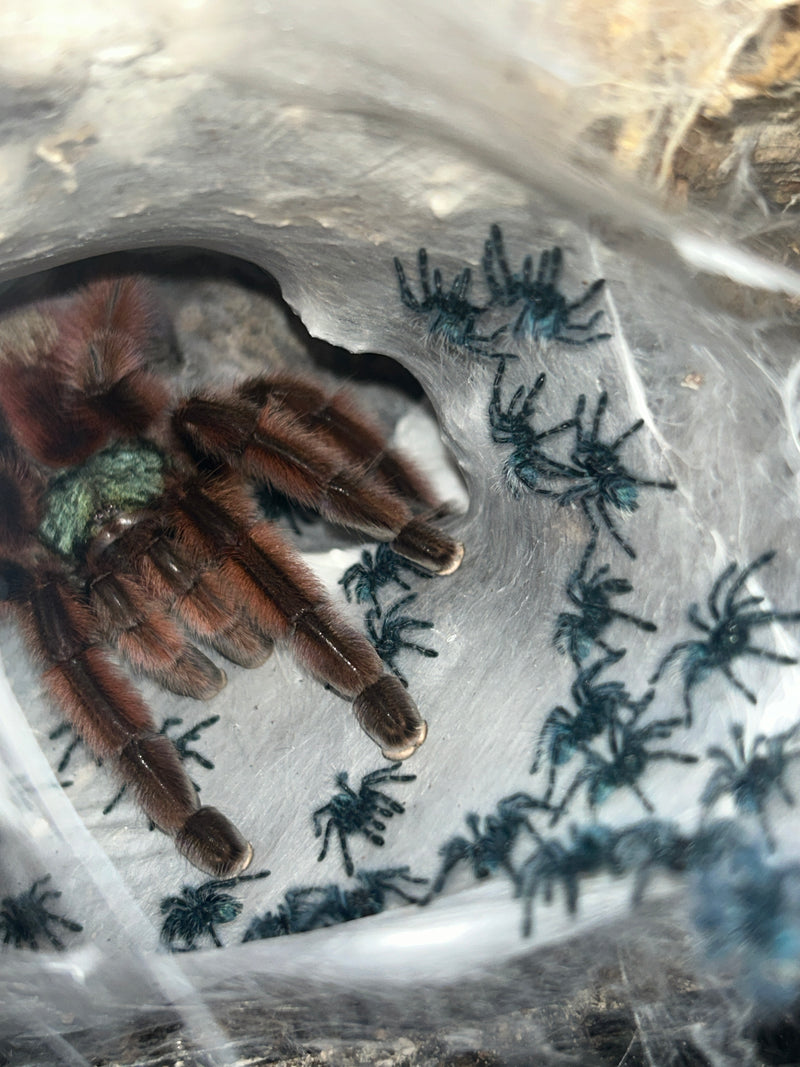 0.0.1 Caribena versicolor - Sling