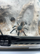 0.1.0 Monocentropus balfouri - Adult Female