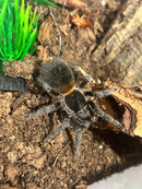 0.0.1 Homoeomma chilense - Sling