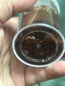 0.0.1 Homoeomma orellanai - Sling