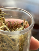 0.0.1 Eresus Walckenaeri - Sling