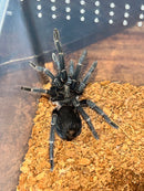 0.0.1 Phormictopus sp. 'Dominican Purple' - Sling
