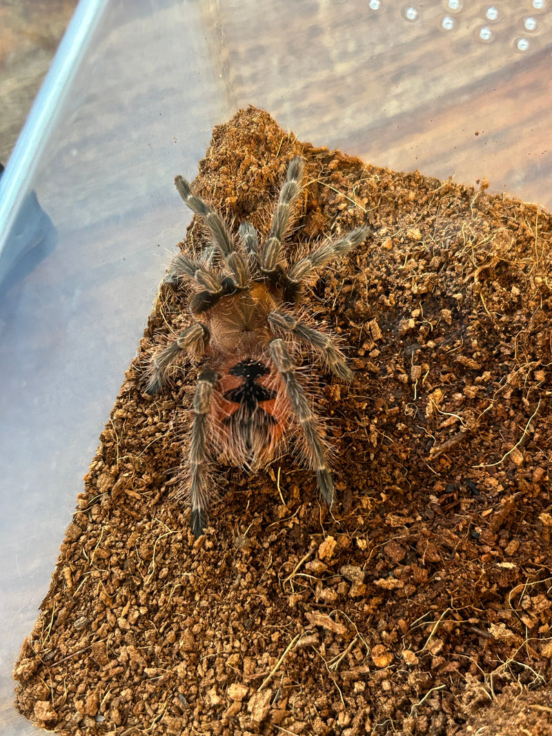 1.0.0 Pamphobeteus sp Ecuador Light - Juvenile Male