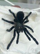 0.0.1 Ornithoctonus sp. 'Uthai Thani' - Sling