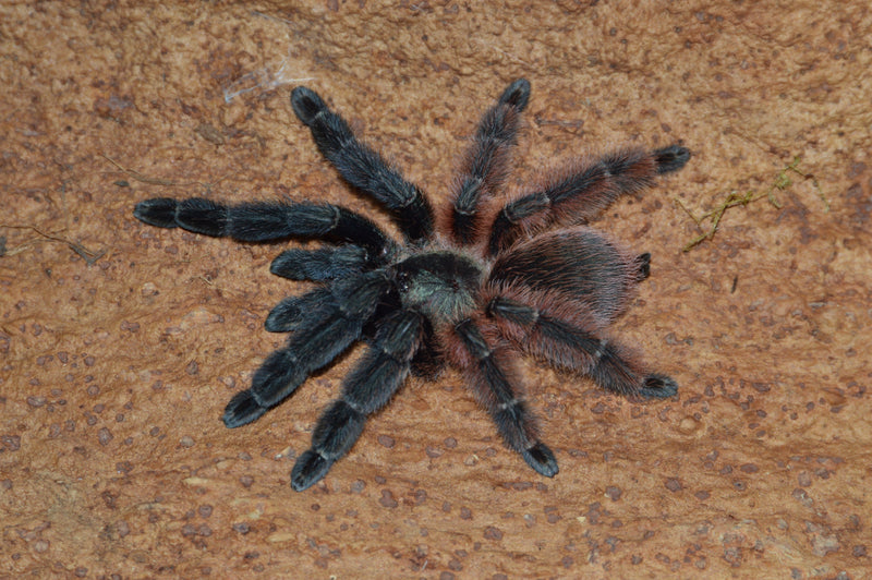 0.0.1 Psalmopoeus victori - Juvenile