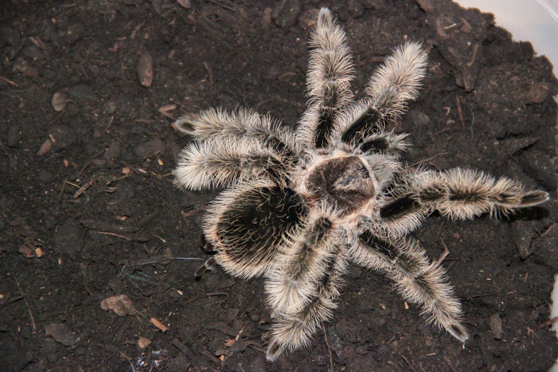 0.1.0 Tliltocatl albopilosus - Juvenile
