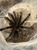0.1.0 Harpactira namaquensis - Juvenile Female