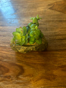 Pangea Plant - Succulent Garden
