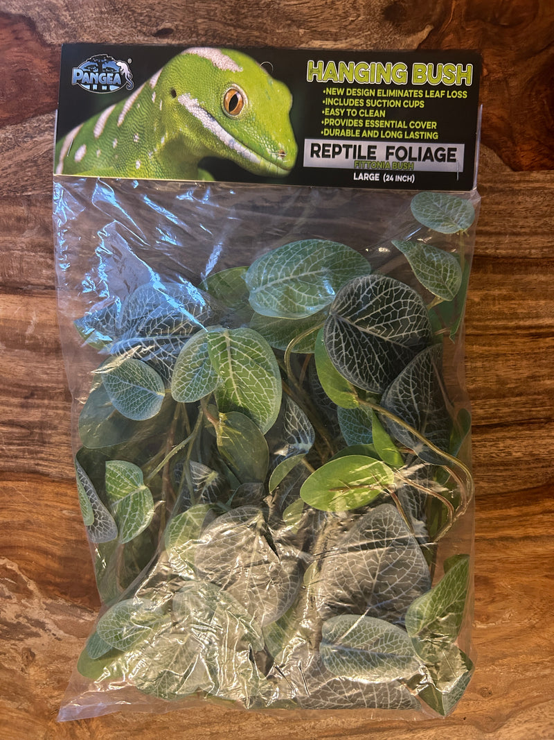 Pangea Plant - Fittonia Hanging Bush