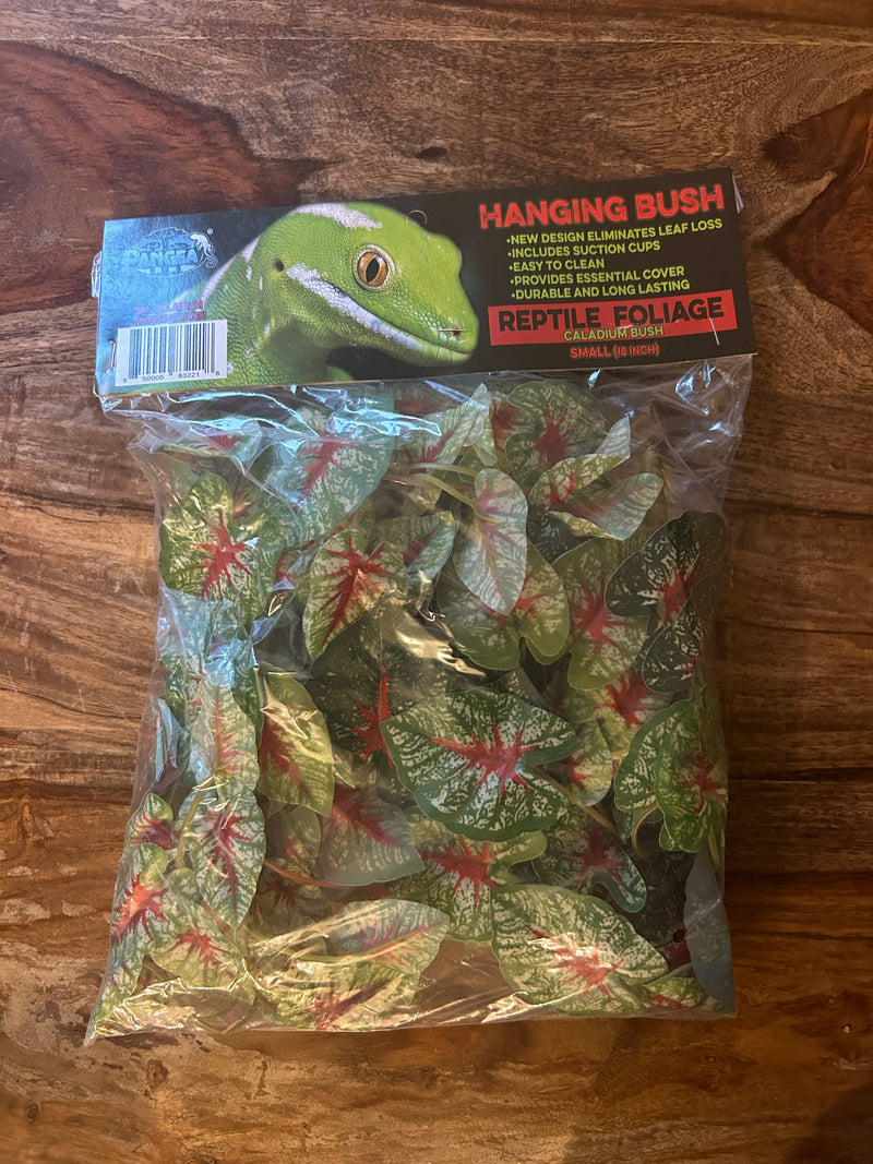 Pangea Plant - Caladium Hanging Bush