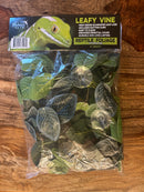 Pangea Plant - Fittonia Leafy Vine