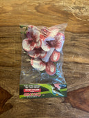 Pangea Plant - Orchids