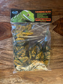 Pangea Plant - Japanese Laurel Hanging Bush