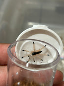 0.0.1 Avicularia lynnae - Sling