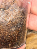 0.0.1 Heterothele gabonensis - Juvenile