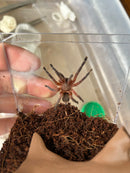 0.0.1 Dolichothele rufoniger - Sling