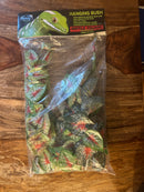 Pangea Plant - Caladium Hanging Bush