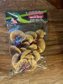 Pangea Plant - Orchids