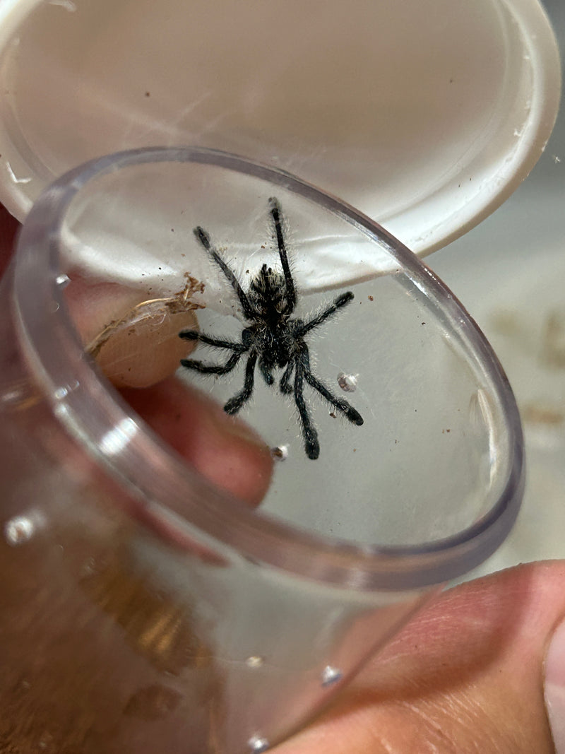 0.0.1 Avicularia sp 'Gold' - Sling