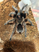 0.0.1 Phormictopus cancerides - Juvenile