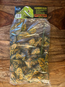 Pangea Plant - Japanese Laurel Hanging Bush