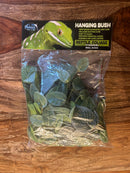 Pangea Plant - Fittonia Hanging Bush