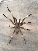 0.0.1 Chilobrachys sp 'Saraburi' - Juvenile