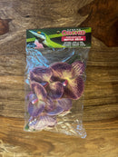 Pangea Plant - Orchids