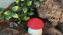 Mushroom Fruit Fly Dispenser