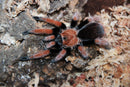 0.0.1 Aphonopelma bicoloratum - Sling