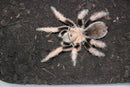 0.0.1 Aphonopelma chalcodes - Sling