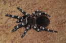 0.0.1 Acanthoscurria geniculata - Sling