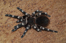 0.1.0 Acanthoscurria geniculata - Juvenile