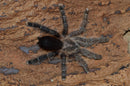 0.0.1 Avicularia merianae - Sling