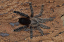 0.1.0  Avicularia merianae - Juvenile (Randi)